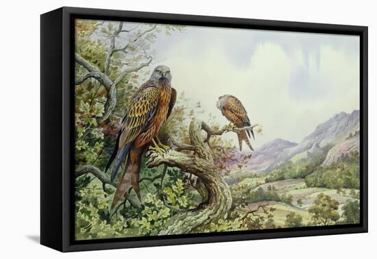 Pair of Red Kites in an Oak Tree-Carl Donner-Framed Stretched Canvas