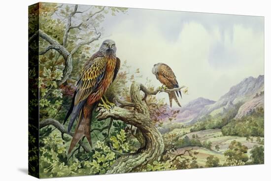Pair of Red Kites in an Oak Tree-Carl Donner-Stretched Canvas