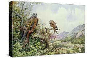 Pair of Red Kites in an Oak Tree-Carl Donner-Stretched Canvas
