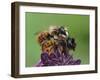 Pair of Red mason bees mating on wallflower in garden, UK-Andy Sands-Framed Photographic Print