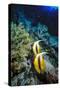 Pair of Red Sea Bannerfish at Daedalus Reef, Red Sea, Egypt-Ali Kabas-Stretched Canvas