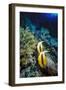 Pair of Red Sea Bannerfish at Daedalus Reef, Red Sea, Egypt-Ali Kabas-Framed Photographic Print