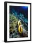 Pair of Red Sea Bannerfish at Daedalus Reef, Red Sea, Egypt-Ali Kabas-Framed Photographic Print