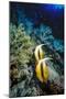 Pair of Red Sea Bannerfish at Daedalus Reef, Red Sea, Egypt-Ali Kabas-Mounted Photographic Print