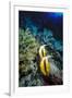 Pair of Red Sea Bannerfish at Daedalus Reef, Red Sea, Egypt-Ali Kabas-Framed Photographic Print