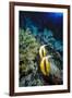 Pair of Red Sea Bannerfish at Daedalus Reef, Red Sea, Egypt-Ali Kabas-Framed Photographic Print