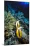 Pair of Red Sea Bannerfish at Daedalus Reef, Red Sea, Egypt-Ali Kabas-Mounted Photographic Print