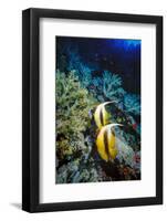 Pair of Red Sea Bannerfish at Daedalus Reef, Red Sea, Egypt-Ali Kabas-Framed Photographic Print