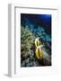 Pair of Red Sea Bannerfish at Daedalus Reef, Red Sea, Egypt-Ali Kabas-Framed Photographic Print