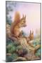 Pair of Red Squirrels on a Scottish Pine-Carl Donner-Mounted Giclee Print