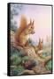 Pair of Red Squirrels on a Scottish Pine-Carl Donner-Framed Stretched Canvas