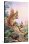 Pair of Red Squirrels on a Scottish Pine-Carl Donner-Stretched Canvas