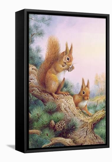 Pair of Red Squirrels on a Scottish Pine-Carl Donner-Framed Stretched Canvas
