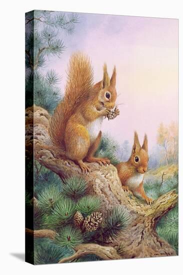 Pair of Red Squirrels on a Scottish Pine-Carl Donner-Stretched Canvas