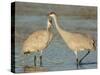 Pair of sandhill cranes Bosque del Apache National Wildlife Refuge, New Mexico-Maresa Pryor-Stretched Canvas