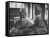 Pair of Servals, Pets of a Big Tobacco Farm Owner-James Burke-Framed Stretched Canvas