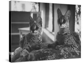 Pair of Servals, Pets of a Big Tobacco Farm Owner-James Burke-Stretched Canvas