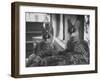 Pair of Servals, Pets of a Big Tobacco Farm Owner-James Burke-Framed Photographic Print