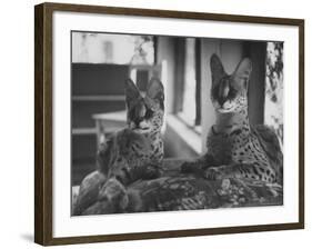 Pair of Servals, Pets of a Big Tobacco Farm Owner-James Burke-Framed Photographic Print