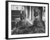 Pair of Servals, Pets of a Big Tobacco Farm Owner-James Burke-Framed Photographic Print