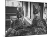 Pair of Servals, Pets of a Big Tobacco Farm Owner-James Burke-Mounted Photographic Print