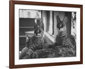 Pair of Servals, Pets of a Big Tobacco Farm Owner-James Burke-Framed Photographic Print