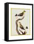 Pair of Siskins, from 'Histoire Naturelle Des Oiseaux'-Francois Nicolas Martinet-Framed Stretched Canvas