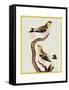 Pair of Siskins, from 'Histoire Naturelle Des Oiseaux'-Francois Nicolas Martinet-Framed Stretched Canvas