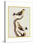 Pair of Siskins, from 'Histoire Naturelle Des Oiseaux'-Francois Nicolas Martinet-Stretched Canvas
