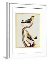 Pair of Siskins, from 'Histoire Naturelle Des Oiseaux'-Francois Nicolas Martinet-Framed Giclee Print