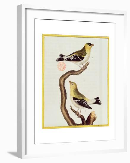 Pair of Siskins, from 'Histoire Naturelle Des Oiseaux'-Francois Nicolas Martinet-Framed Giclee Print