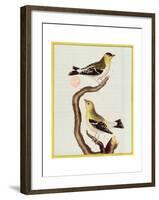 Pair of Siskins, from 'Histoire Naturelle Des Oiseaux'-Francois Nicolas Martinet-Framed Giclee Print