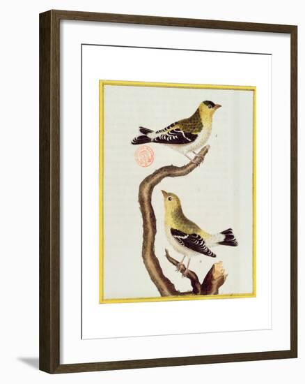 Pair of Siskins, from 'Histoire Naturelle Des Oiseaux'-Francois Nicolas Martinet-Framed Giclee Print