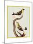 Pair of Siskins, from 'Histoire Naturelle Des Oiseaux'-Francois Nicolas Martinet-Mounted Giclee Print