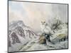 Pair of Snowy Owls in the Snowy Mountains, Australia-Carl Donner-Mounted Giclee Print