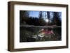 Pair Of Sockeye Salmon (Oncorhynchus Nerka) On Their Redd In A Shallow Stream-Alex Mustard-Framed Photographic Print