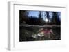 Pair Of Sockeye Salmon (Oncorhynchus Nerka) On Their Redd In A Shallow Stream-Alex Mustard-Framed Photographic Print