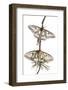 Pair of Spanish Luna Moths (Graellsia Isabellina) on Twig, Queyras Natural Park, France-Benvie-Framed Photographic Print