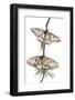 Pair of Spanish Luna Moths (Graellsia Isabellina) on Twig, Queyras Natural Park, France-Benvie-Framed Photographic Print