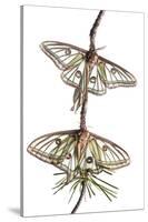 Pair of Spanish Luna Moths (Graellsia Isabellina) on Twig, Queyras Natural Park, France-Benvie-Stretched Canvas