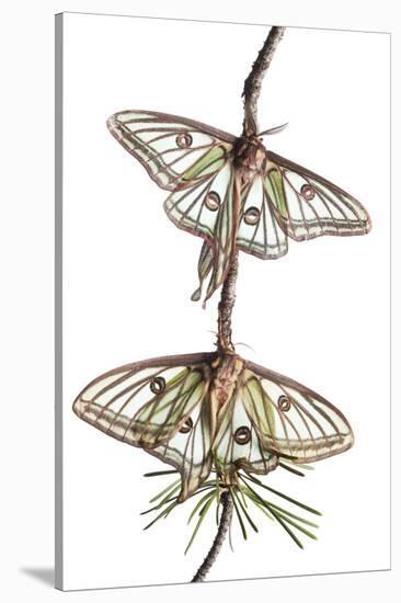 Pair of Spanish Luna Moths (Graellsia Isabellina) on Twig, Queyras Natural Park, France-Benvie-Stretched Canvas