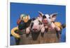 Pair of Spotted Piglets Among Gourds in a Wooden Peach Basket, Freeport, Illinois, USA-Lynn M^ Stone-Framed Photographic Print