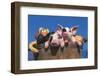 Pair of Spotted Piglets Among Gourds in a Wooden Peach Basket, Freeport, Illinois, USA-Lynn M^ Stone-Framed Photographic Print