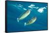 pair of spotted unicornfish courtship display above the reef-alex mustard-Framed Stretched Canvas