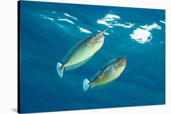 pair of spotted unicornfish courtship display above the reef-alex mustard-Stretched Canvas