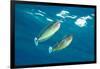 pair of spotted unicornfish courtship display above the reef-alex mustard-Framed Photographic Print