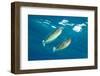 pair of spotted unicornfish courtship display above the reef-alex mustard-Framed Photographic Print