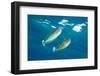 pair of spotted unicornfish courtship display above the reef-alex mustard-Framed Photographic Print