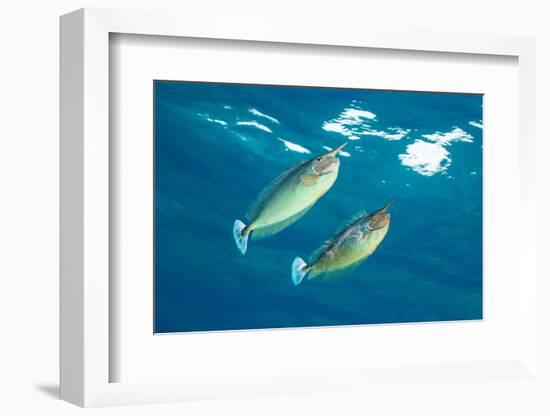 pair of spotted unicornfish courtship display above the reef-alex mustard-Framed Photographic Print