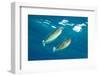 pair of spotted unicornfish courtship display above the reef-alex mustard-Framed Photographic Print